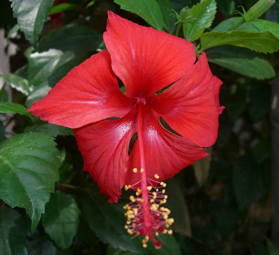 Pictures of Red Hibiscus Flowers