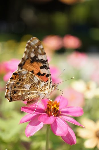 sony nex 30mm macro e-mount lens