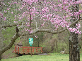 Finger Park, Fayetteville, Arkansas.  Redbuds in Bloom