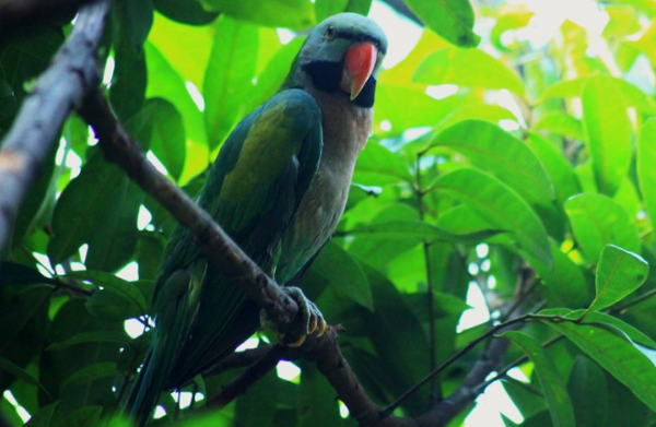 Gambar Burung Hijau