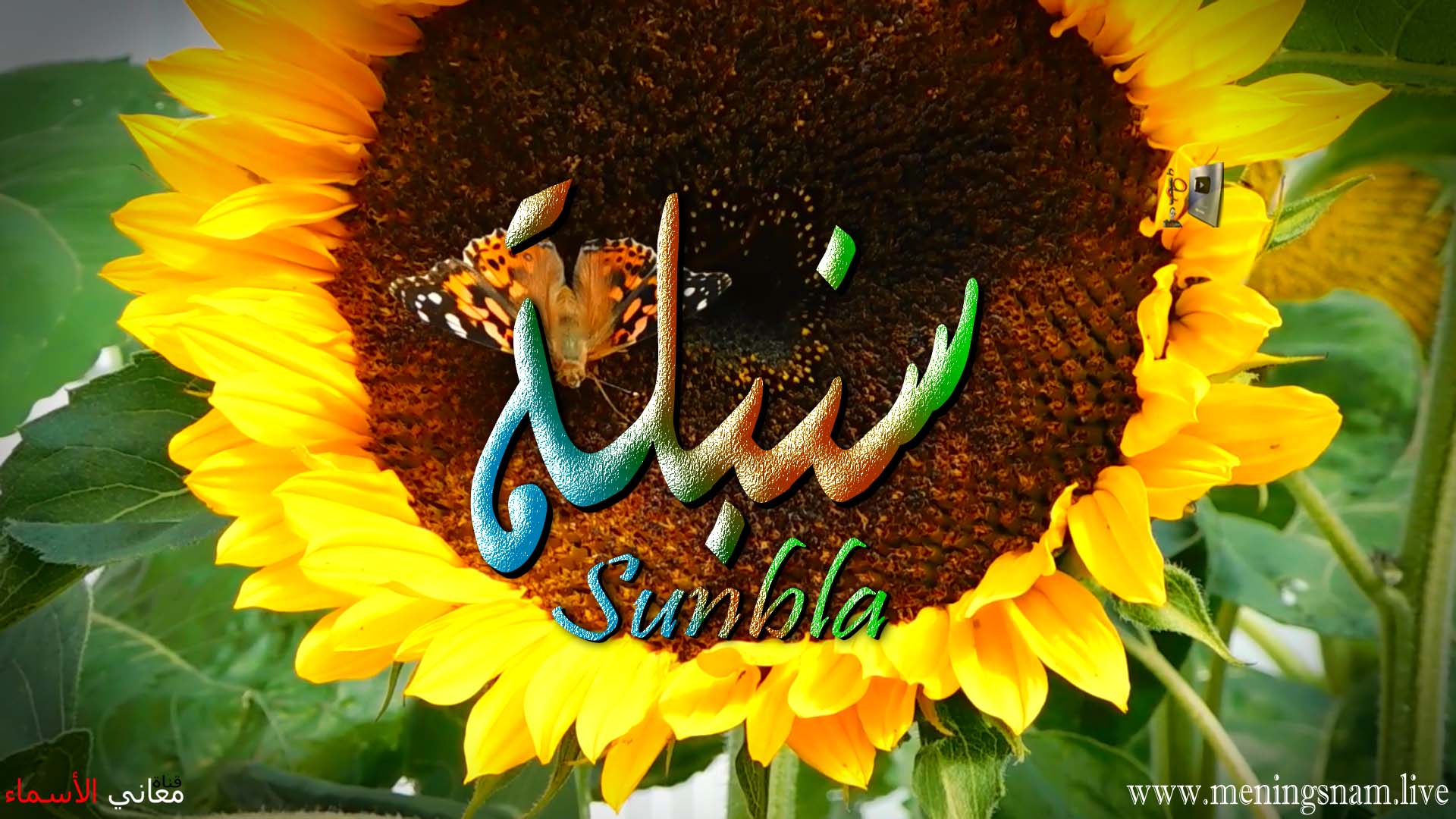 معنى اسم, سنبلة, وصفات, حاملة, هذا الاسم, Sunbla,