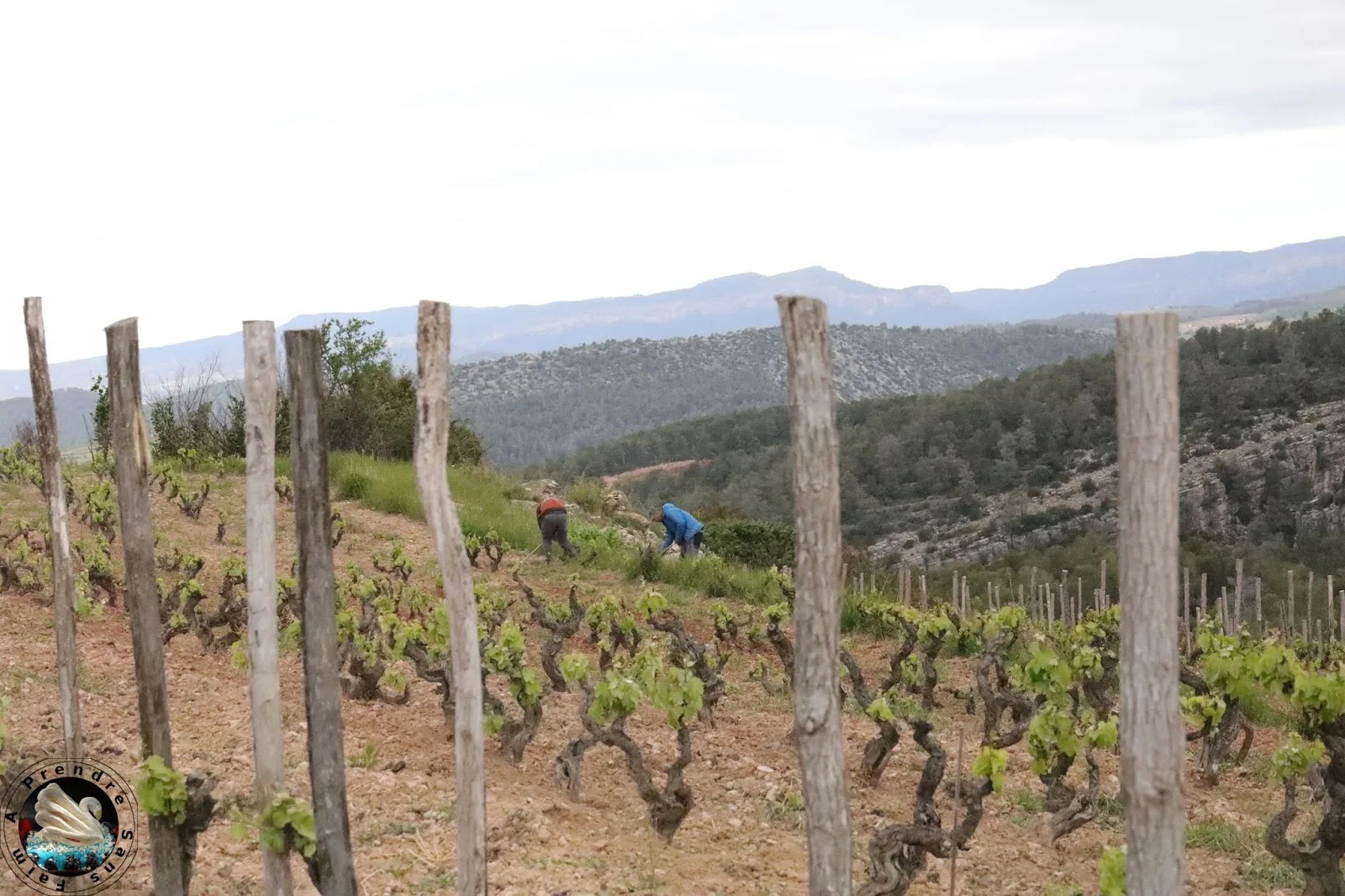 Visite et dégustation de vins à Vinyes Domènech - Capçanes