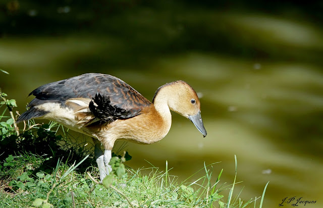 un canard