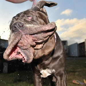 World's ugliest dog, Martha, crowned in California
