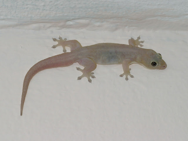 Four-clawed Gecko - Gehyra multilata