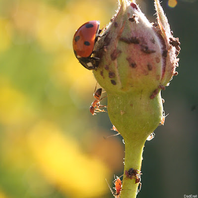 Coccinelle dévorant des pucerons sur un bouton de rose.