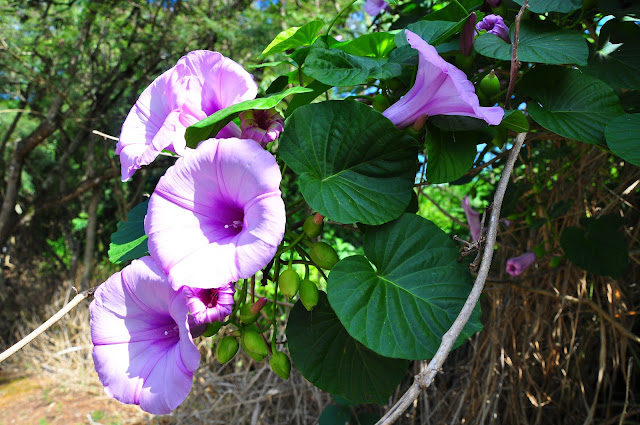 Stictocardia tiliifolia