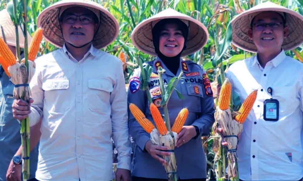 Pemerintah Pastikan Tak Impor Jagung Pakan 2025, Produksi Domestik Diandalkan