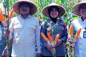 Pemerintah Pastikan Tak Impor Jagung Pakan 2025, Produksi Domestik Diandalkan