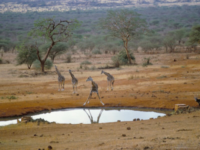 Tsavo in Kenya