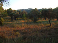 Horta de Sant Joan