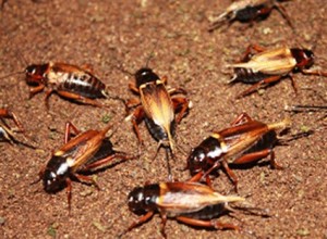 jangkrik untuk umpan mancing ikan