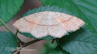 Cyclophora (Cyclophora) ruficiliaria DSC79727