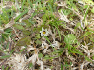 Sisyrinchium micranthum - Sisyrinque à petites fleurs