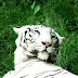 Captive white tigers