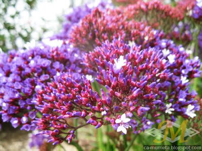 Murrieta: Purple Flowers