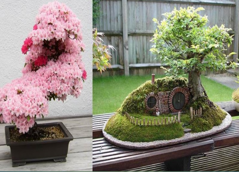 25+ Ide Terbaru Bonsai Jepang