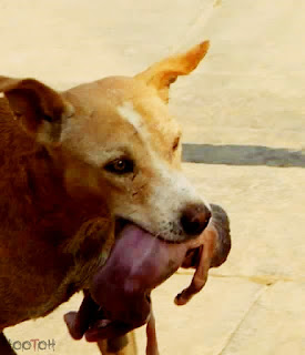 Gambar Anjing Menggonggong Bayi Manusia