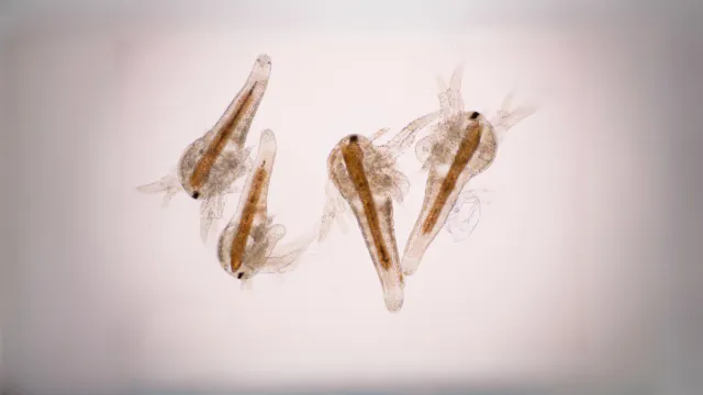 Cara Menetaskan Artemia Tanpa Aerator