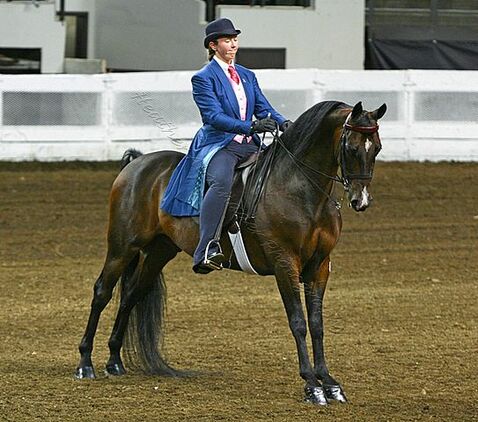 Morgan is one out of the most expensive horse breeds in the world.