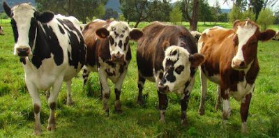 Foto de vacas caminando representante del ganado bovino