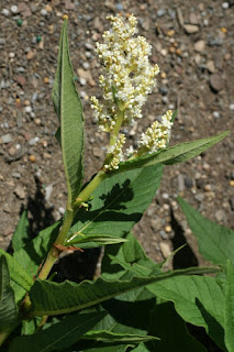 Renouée polymorphe - Persicaire polymorphe - Polygonum polymorphum - Persicaria polymorpha