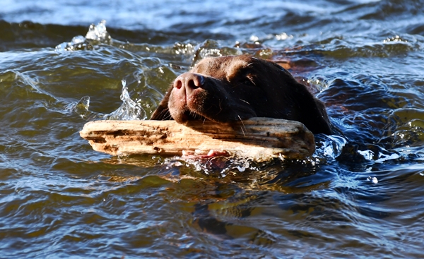 labrador tyrifjorden rytterager lemostangen