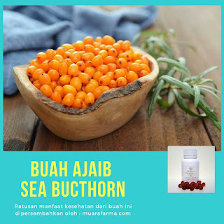 minyak sea buckthorn dihasilkan dari buah dan biji sea buckthorn 