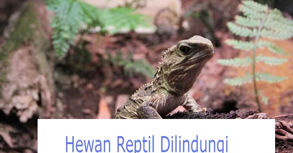 12 Hewan  Reptil  yang Dilindungi di Indonesia dan Dunia 