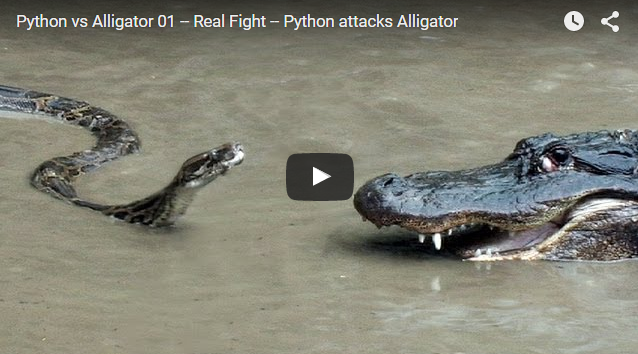 alligator and python fight