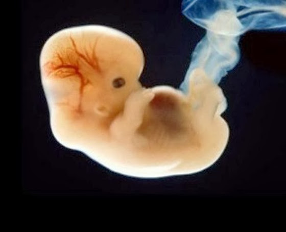 diaforetiko.gr : Human Embryo Πότε δημιουργείται η ανθρώπινη ψυχή;