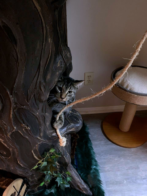 Fun Cat Trees