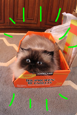 cat in box 01