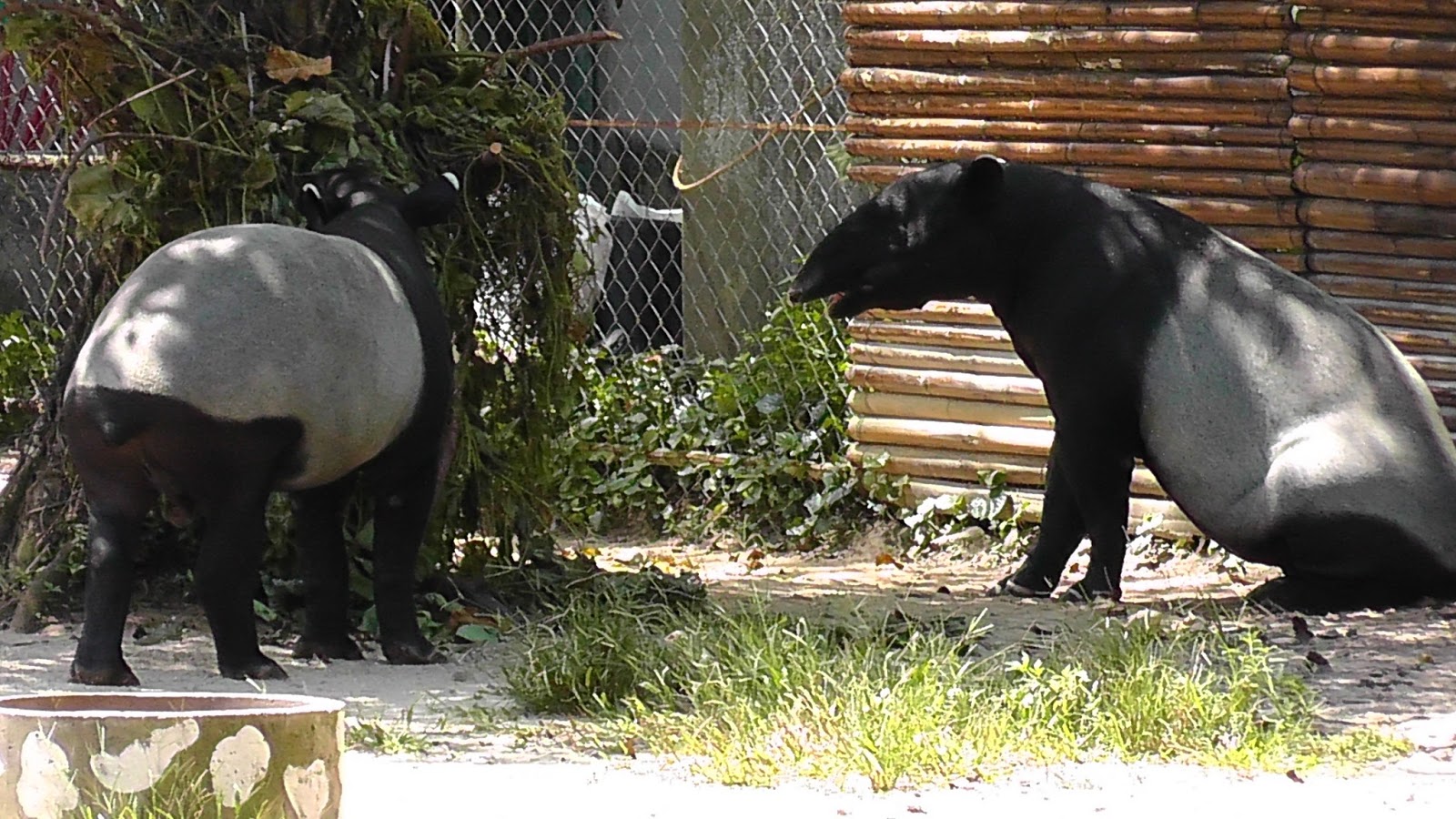 CutiOrangMalaysia: Zoo Negara, Kuala Lumpur