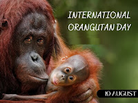 International Orangutan Day – 19 August.