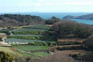 白菜、キャベツ畑と瀬戸内の彼方に家島諸島、淡路島