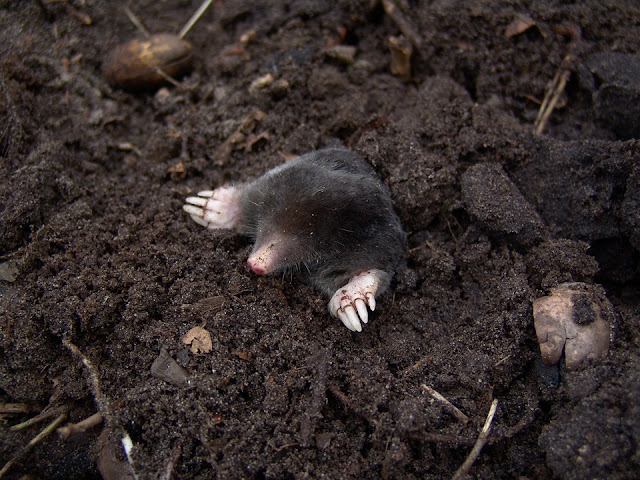 How can I get rid of moles on my lawn and garden