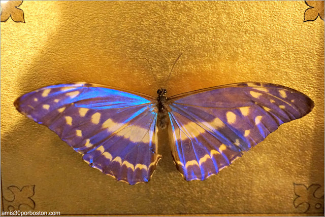 Mariposa de la Longfellow House Washington's Headquarters National Historic Site