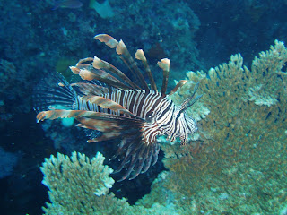 Great Barrier Reef