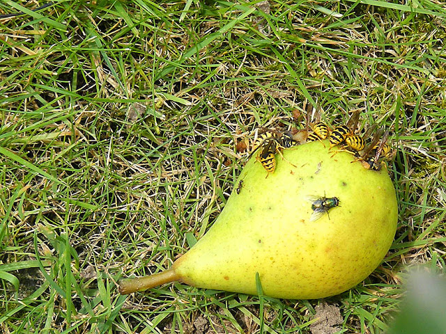 Pears, Indre et Loire, France. Photo by Loire Valley Time Travel.