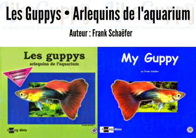 les-guppys-arlequins-de-aquarium