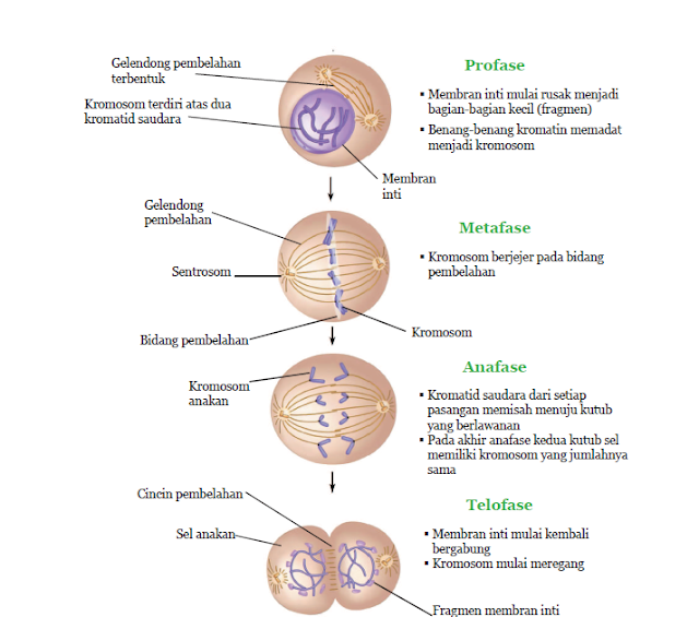 fase-fase pembelahan mitosis.png