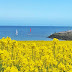 Cliff Walk - Bray Head