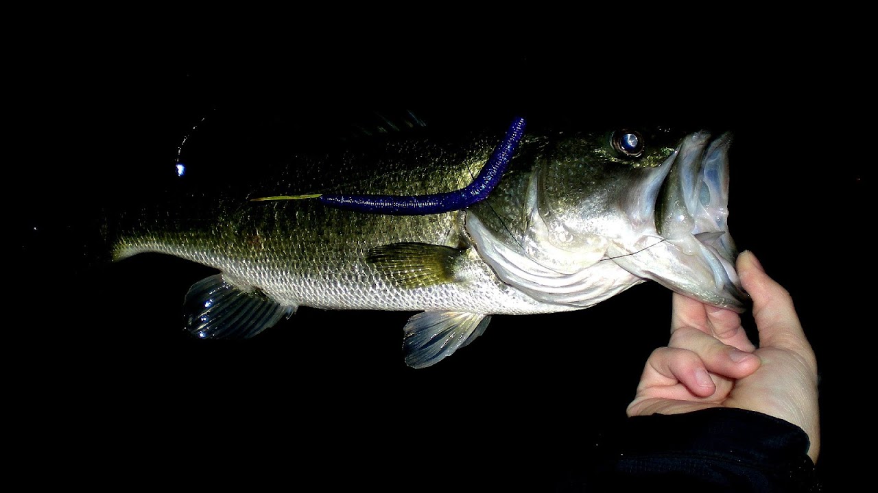 Best Time For Bass Fishing