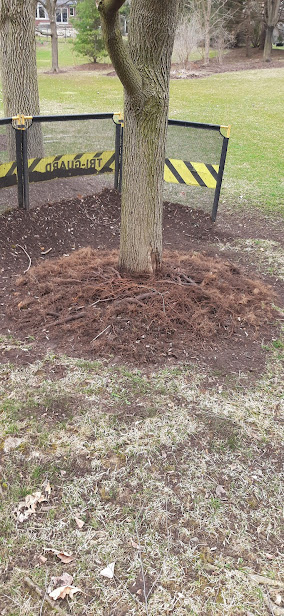 Decaying roots after years of over mulching
