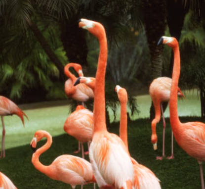  40 flamingos were killed in a plane crash in Mumbai; the cause was construction near wetlands