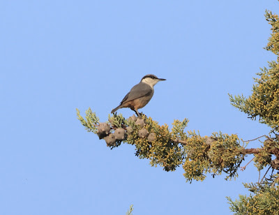 Rock_Nuthatch_on_cypress_at_Kopaida