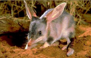  the bilby