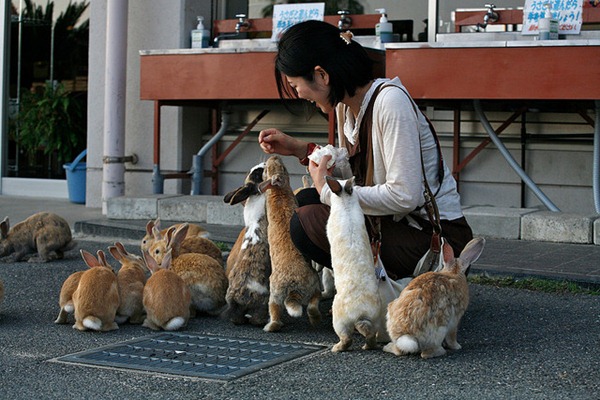 Lapins - Okunoshima, Japon