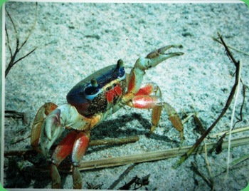 Barrier Island Center 067